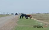 Сельчанина оштрафовали за бродячих лошадей в Павлодарской области